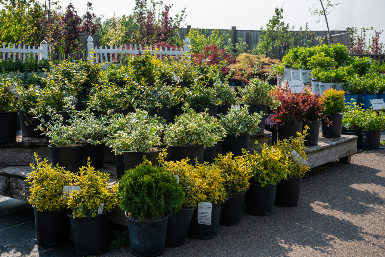 Planting Trees & Shrubs - Jewell's Country Market